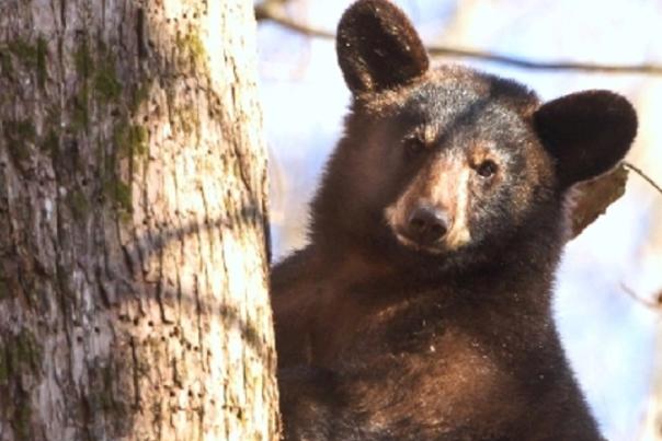 The True Story of That "Bear on the Square."
