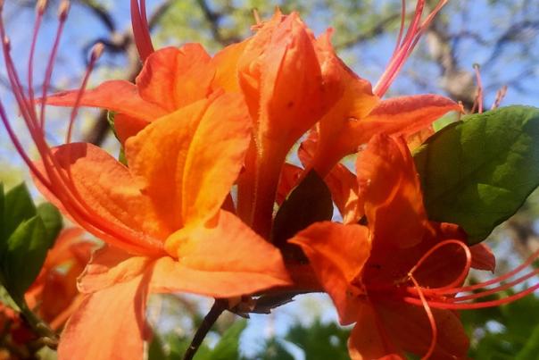 Hiking in Nature’s Spring Extravaganza…And It’s Free!